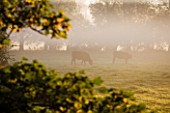 WATERPERRY GARDENS  OXFORDSHIRE: VIEW IN AUTUMN ACROSS RIVER THAME TO CATTLE  AT DAWN