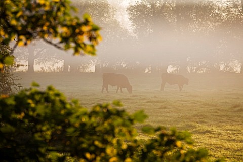 WATERPERRY_GARDENS__OXFORDSHIRE_VIEW_IN_AUTUMN_ACROSS_RIVER_THAME_TO_CATTLE__AT_DAWN