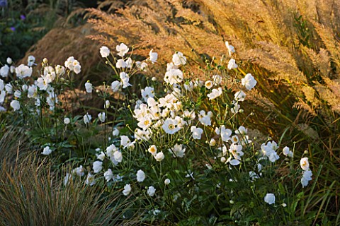 WATERPERRY_GARDENS__OXFORDSHIRE_TRIAL_BEDS_AT_DAWN_WITH_ANEMONE_X_HYBRIDA_ANDREA_ATKINSON_AND_CALAMA