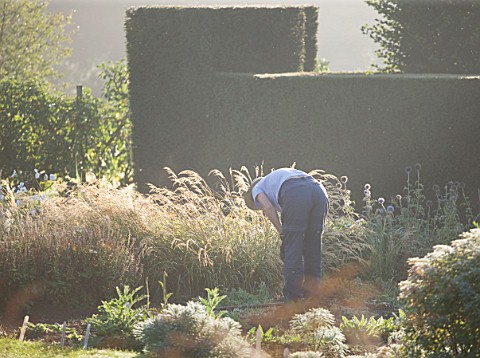 WATERPERRY_GARDENS__OXFORDSHIRE_GARDENER_IN_THE_TRIAL_BEDS_AT_DAWN