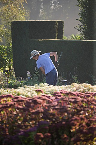 WATERPERRY_GARDENS__OXFORDSHIRE_GARDENER_IN_THE_TRIAL_BEDS_AT_DAWN
