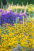 WATERPERRY GARDENS  OXFORDSHIRE: RUDBECKIAS AND ASTERS IN THE TRIAL BEDS