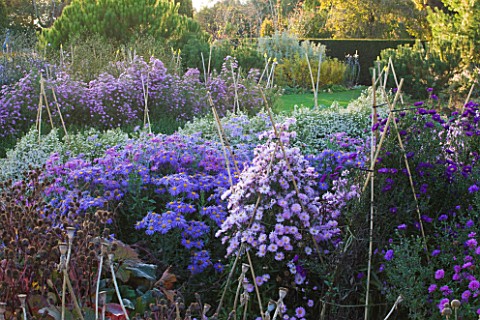 WATERPERRY_GARDENS__OXFORDSHIRE_ASTERS_IN_THE_TRIAL_BEDS