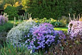 WATERPERRY GARDENS  OXFORDSHIRE: ASTERS IN THE TRIAL BEDS - EVENING LIGHT