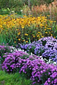 WATERPERRY GARDENS  OXFORDSHIRE: ASTERS AND RUDBECKIAS IN THE TRIAL BEDS - EVENING LIGHT