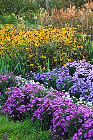 WATERPERRY_GARDENS__OXFORDSHIRE_ASTERS_AND_RUDBECKIAS_IN_THE_TRIAL_BEDS__EVENING_LIGHT