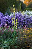 WATERPERRY GARDENS  OXFORDSHIRE: ASTERS  RUDBECKIAS AND VERBASCUMS IN THE TRIAL BEDS IN AUTUMN - EVENING LIGHT