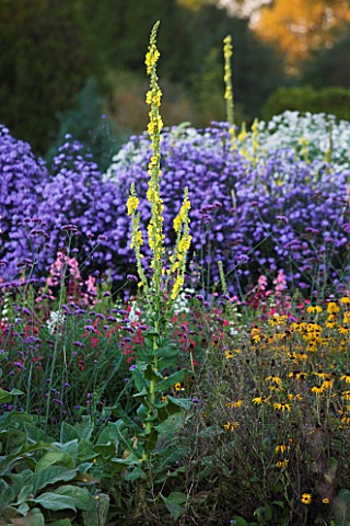WATERPERRY_GARDENS__OXFORDSHIRE_ASTERS__RUDBECKIAS_AND_VERBASCUMS_IN_THE_TRIAL_BEDS_IN_AUTUMN__EVENI