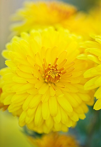 WATERPERRY_GARDENS__OXFORDSHIRE_YELLOW_FLOWER_OF_DENDRANTHEMA_SUNNY_IGLOO