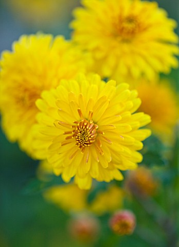 WATERPERRY_GARDENS__OXFORDSHIRE_YELLOW_FLOWERS_OF_DENDRANTHEMA_SUNNY_IGLOO