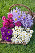 WATERPERRY GARDENS  OXFORDSHIRE: AUTUMN FLOWERING DAISIES - ASTERS IN TRUG ON LAWN - STYLING BY JACKY HOBBS