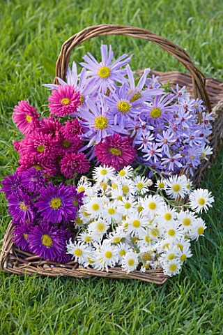 WATERPERRY_GARDENS__OXFORDSHIRE_AUTUMN_FLOWERING_DAISIES__ASTERS_IN_TRUG_ON_LAWN__STYLING_BY_JACKY_H