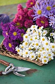 WATERPERRY GARDENS  OXFORDSHIRE: AUTUMN FLOWERING ASTERS AND DAISIES IN TRUG ON GREEN METAL TABLE - STYLING BY JACKY HOBBS
