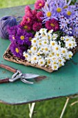 WATERPERRY GARDENS  OXFORDSHIRE: AUTUMN FLOWERING ASTERS AND DAISIES IN TRUG ON GREEN METAL TABLE - STYLING BY JACKY HOBBS