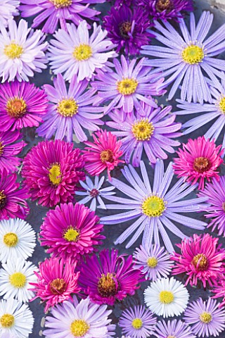 WATERPERRY_GARDENS__OXFORDSHIRE_FLOWER_HEADS_OF_AUTUMN_FLOWERING_ASTERS_FLOATING_IN_WATER