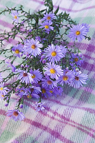 WATERPERRY_GARDENS__OXFORDSHIRE_BLUE_FLOWER_OF_ASTER_LAEVIS_CALLIOPE