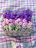 WATERPERRY GARDENS  OXFORDSHIRE: BASKET ON BLANKET: ASTER VIOLET QUEEN  ASTER SCHONE VON DIETLIKON  ASTER HARRINGTONS PINK AND ASTER  SULPHUREA. STYLING BY JACKY HOBBS