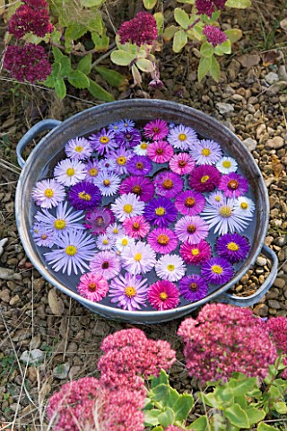 WATERPERRY_GARDENS__OXFORDSHIRE_ASTERS_IN_AUTUMN_BESIDE_STIPA_TENUISSIMA_AND_SEDUMS_FLOATING_IN_META