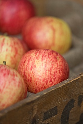 APPLE__MALUS_LAXTONS_FORTUNE__RHS_LONDON_AUTUMN_HARVEST_SHOW_2011_STYLING_BY_JACKY_HOBBS