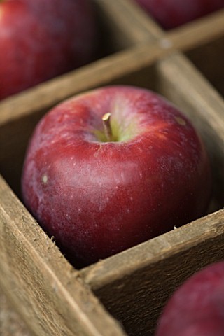 APPLES__MALUS_SPARTAN__RHS_LONDON_AUTUMN_HARVEST_SHOW_2011_STYLING_BY_JACKY_HOBBS
