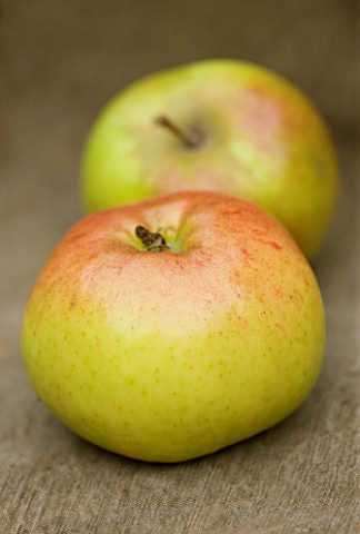 APPLE__MALUS_OXFORD_YEOMAN___WATERPERRY_APPLE_DAY_EVENT__WATERPERRY_GARDENS__OXFORDSHIRE