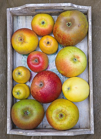 APPLES__WATERPERRY_APPLE_DAY_EVENT__WATERPERRY_GARDENS__OXFORDSHIRE