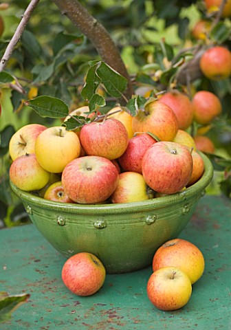APPLES_IN_A_GREEN_CONTAINER_ON_GREEN_TABLE_IN_THE_ORCHARDS__WATERPERRY_APPLE_DAY_EVENT__WATERPERRY_G