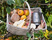 LUNCH HAMPER WITH APPLES  BREAD AND CHEESE IN THE ORCHARD - WATERPERRY APPLE DAY EVENT  WATERPERRY GARDENS  OXFORDSHIRE