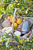 LUNCH HAMPER WITH CHEESE  APPLES AND BREAD IN THE ORCHARD - WATERPERRY APPLE DAY EVENT  WATERPERRY GARDENS  OXFORDSHIRE