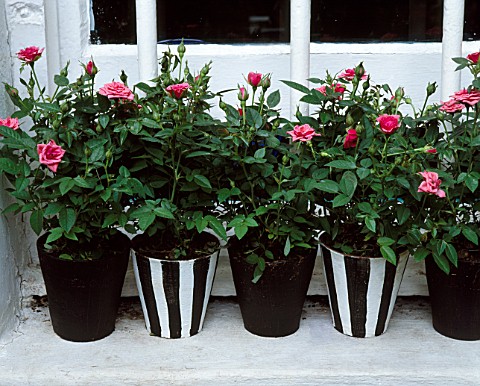 A_ROW_OF_PINK_MINIATURE_ROSES_IN_BLACK_AND_WHITE_POTS_ON_WINDOW_SILL_DESIGNER_ANTHONY_NOEL