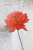 JACKY HOBBS HOUSE  LONDON: DAHLIA APRICOT DESIRE  REFLECTED IN AN OLD MIRROR