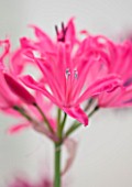 RHS GARDEN  WISLEY  SURREY: CLOSE UP OF THE PINK FLOWERS OF NERINE RUSHMERE STAR