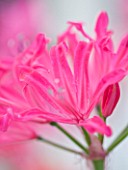 RHS GARDEN  WISLEY  SURREY: CLOSE UP OF THE PINK FLOWERS OF NERINE RUSHMERE STAR