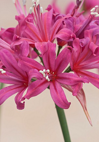 RHS_GARDEN__WISLEY__SURREY_CLOSE_UP_OF_THE_FLOWERS_OF_NERINE_EVE