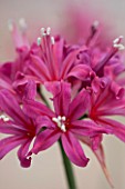 RHS GARDEN  WISLEY  SURREY: CLOSE UP OF THE FLOWERS OF NERINE EVE
