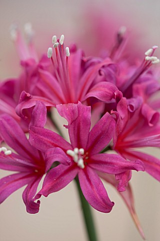 RHS_GARDEN__WISLEY__SURREY_CLOSE_UP_OF_THE_FLOWERS_OF_NERINE_EVE
