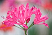 RHS GARDEN  WISLEY  SURREY: CLOSE UP OF THE FLOWERS OF NERINE RUSHMERE STAR