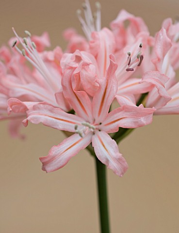 RHS_GARDEN__WISLEY__SURREY_CLOSE_UP_OF_THE_FLOWERS_OF_NERINE_JILL