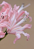 RHS GARDEN  WISLEY  SURREY: CLOSE UP OF THE FLOWERS OF NERINE JILL