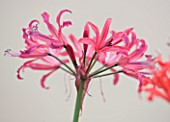 RHS GARDEN  WISLEY  SURREY: CLOSE UP OF THE FLOWERS OF NERINE OLD ROSE