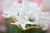 RHS GARDEN  WISLEY  SURREY: CLOSE UP OF THE FLOWERS OF NERINE KYLE