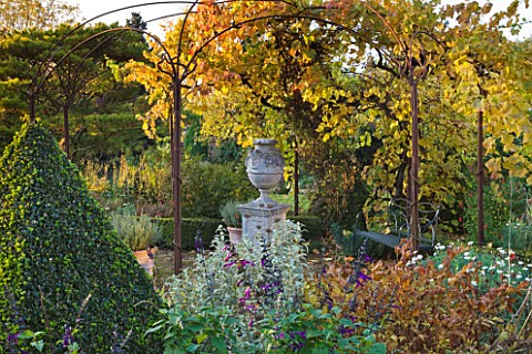 SALING_HALL__ESSEX__TOPIARY_PYRAMID__METAL_PERGOLA_WITH_URN_ON_PLINTH_AND_VINE_IN_AUTUMN_COLOUR__EVE