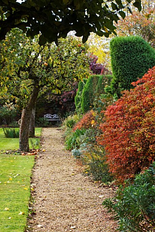 SALING_HALL__ESSEX_VIEW_ALONG_PATH_IN_WALLED_GARDEN_TO_WHITE_METAL_SEAT_PAST_APPLE_TREES_IN_AUTUMN