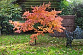SALING HALL  ESSEX: ACER IN AUTUMN SHADES BESIDE METAL SEAT