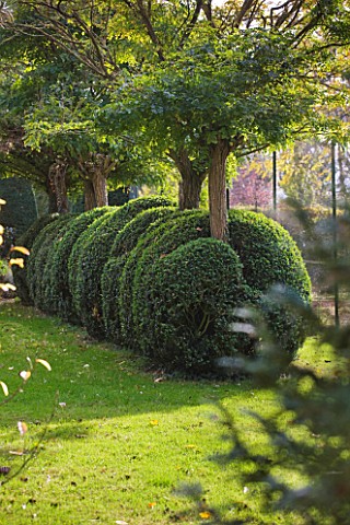 SALING_HALL__ESSEX_BOX_TOPIARY_BESIDE_THE_TENNIS_COURT