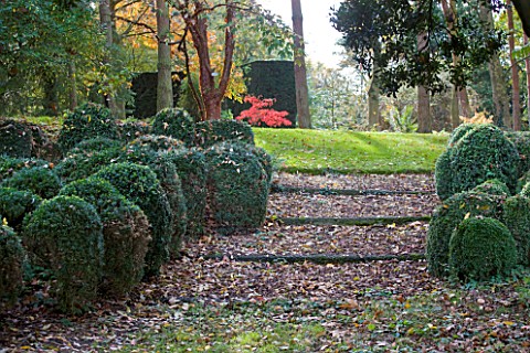SALING_HALL__ESSEX_BOX_TOPIARY_IN_WOODLAND_WITH_STEPS__ACER_GRISEUM