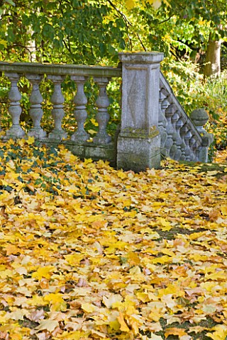 SALING_HALL__ESSEX_STONE_BALUSTRADE_SURROUNDED_BY_AUTUMNAL_LEAVES_ON_FLOOR_OF_ACER_CAPPADOCCIUM_CAUC