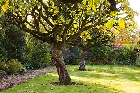 SALING_HALL__ESSEX_APPLE_TREES_IN_EVENING_LIGHT_IN_THE_WALLED_GARDEN_IN_AUTUMN