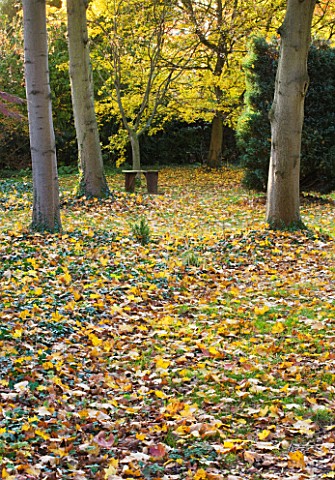 SALING_HALL__ESSEX_THE_WOODLAND_IN_AUTUMN_WITH_WOODEN_SEAT_BENCH
