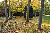 SALING HALL  ESSEX: THE WOODLAND IN AUTUMN WITH WOODEN SEAT/ BENCH